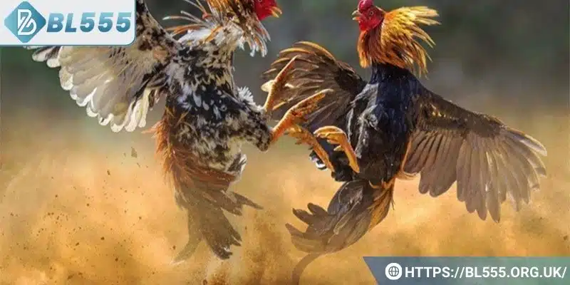 Đá gà BL555 là gì?