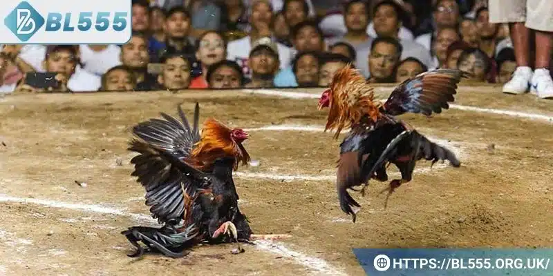 Mẹo chơi đá gà dành cho bạn